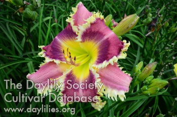 Daylily Chief Bitesalot